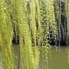 やなぎ