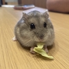ハムスターに野菜をあげてみよう【キャベツ編】