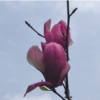 モクレンの花芽 6　【愛でています】