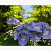 【６月の庭】賑やかだった庭がアベリアや紫陽花などの落ち着いた色になってきた