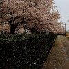 桜舞い散る