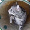 なんかうまくいかず…