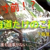 春の高級食材！北海道たけのこ採りの動画