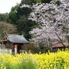 新四国曼陀羅霊場　桜 　第43番 蓮生寺  ( 2011-04-11 )　2