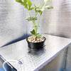 水耕栽培スイカ苗の植え付けと新たに導入したエアポンプ！