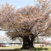 旧園部小学校跡地の山桜・・