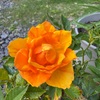 ミニ薔薇が元気になった！