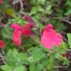 サルビアミクロフィラ Salvia microphylla