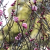 1月の京王百草園に行ってきました