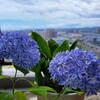 紫陽花・万華鏡のこの色！！
