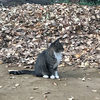 落ち葉が待ち遠しい