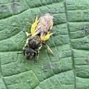 hanabatiのブログ