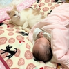 猫と赤ちゃん、吸啜（吸てつ）反射