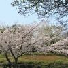 石見海浜公園に咲いていた桜たち⑤