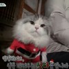 韓国「(tvN 3度の食事)・2匹の猫、クンとモン」