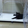 安住の地はどこですか？