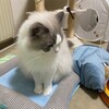 春のような一日。ふくちゃんものんびり。