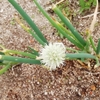 ネギの花　固くて食べられない💦