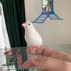 我が家のクリーム文鳥 近況