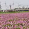 コメから作る酒蔵、西海酒造さんを訪ねて 〜 春