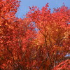 段戸山の紅葉　　（きららの森）