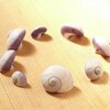 violet shell