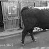 こんにちは、日本（子供を守れ）～　“素敵な日本をとりもどせ！”　キャンペーン発足