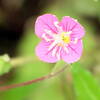 2016年6月の観察記録（植物）