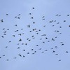 離島の離島へ渡り鳥を探しに（２０１７　０５０７）