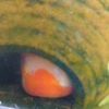 【悲報】尊い生命がまた