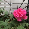 今朝は地震に驚かされ・・我が家の薔薇もびっくり開花です