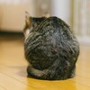 猫が体の毛を逆立てるときは