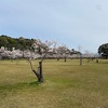 丸岡公園で花見。