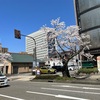 散歩は桜のために。年に数日ですから