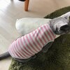 ぽぽねこの「優しい猫服」〜アレルギーの痒みと闘う猫のケア