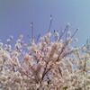 桜満開、花見の粹