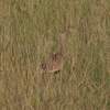 クロハラチュウノガン(Black-bellied Bustard)とアフリカスナバシリ(Temminck's Courser)