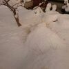 全てが、もこもこ〜雪が降った！