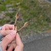 次女とお散歩