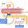 悲しいけど医者は投資顧問と同じレベル　～せいうち日記190