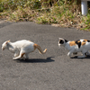 東北東部北離島のねこさん