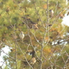 ジィちゃんと探鳥、山中湖別荘地のキクイタダキ他/2021-11-17