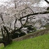 古都の桜に魅入られてー蹴上インクライン辺り