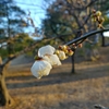 【代々木公園】白梅が開花