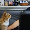 おとうさん危機回避。