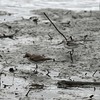 湿地のシギチ