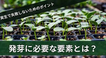 発芽に必要な要素（発芽条件）とは何か？実生で失敗しないために押さえておくべきポイント５選！