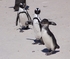 【アフリカの動物】都市部に暮らすケープペンギン