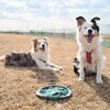 お腹の調子が悪い時のごはん🐶🍚