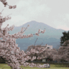 御殿桜